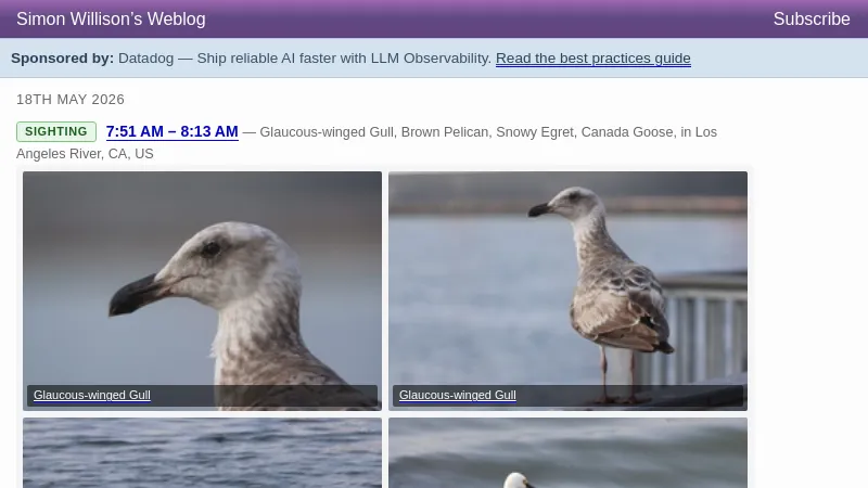 Glaucous-winged Gull, Brown Pelican, Snowy Egret, Canada Goose - Simon Willison